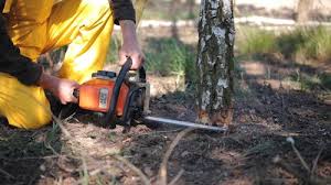 Best Tree Maintenance Programs  in Saranac, MI